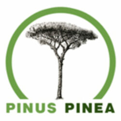 Pinus Pinea